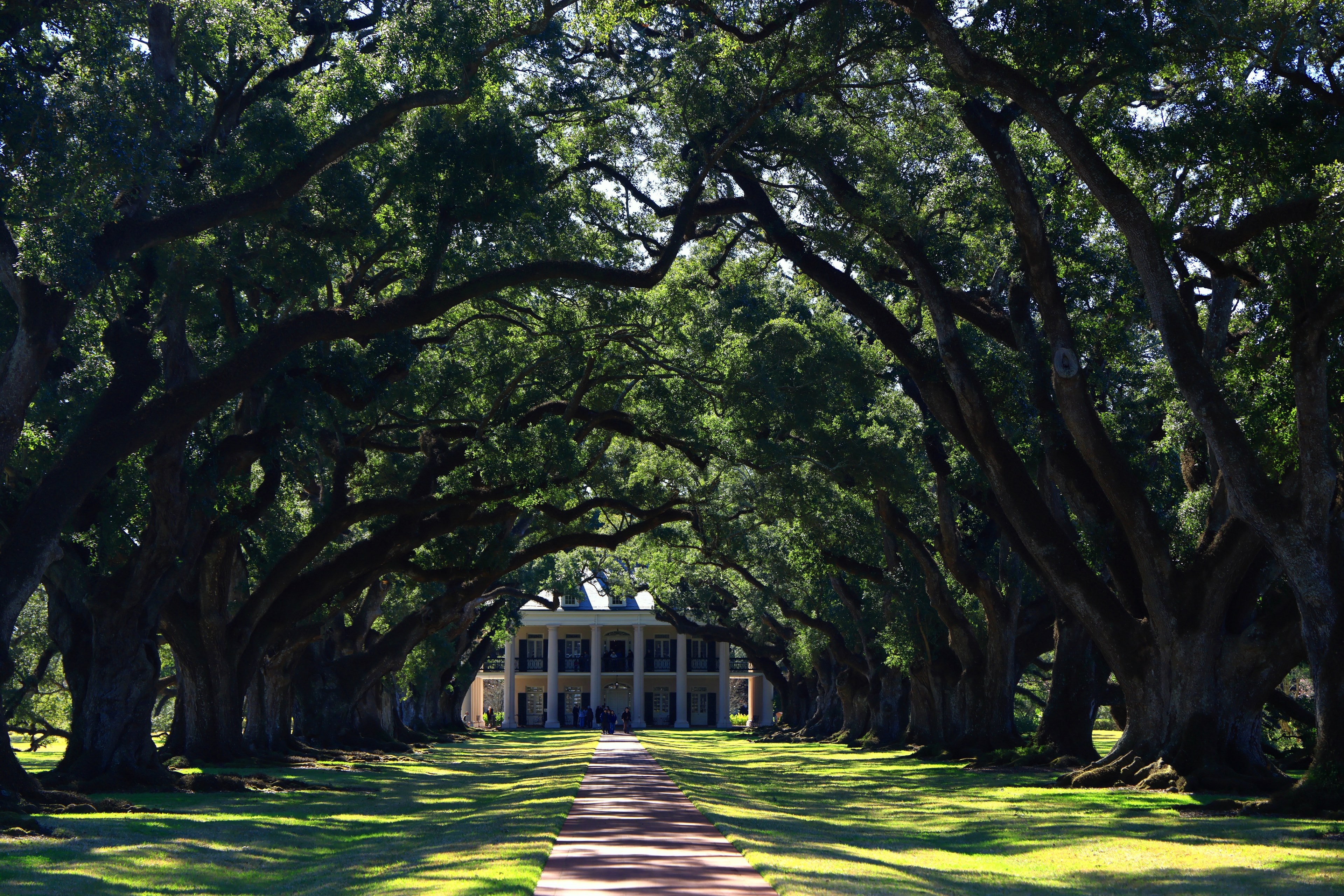 A canopy of moss-draped live oaks lining a path to a columned antebellum home in South Louisiana.