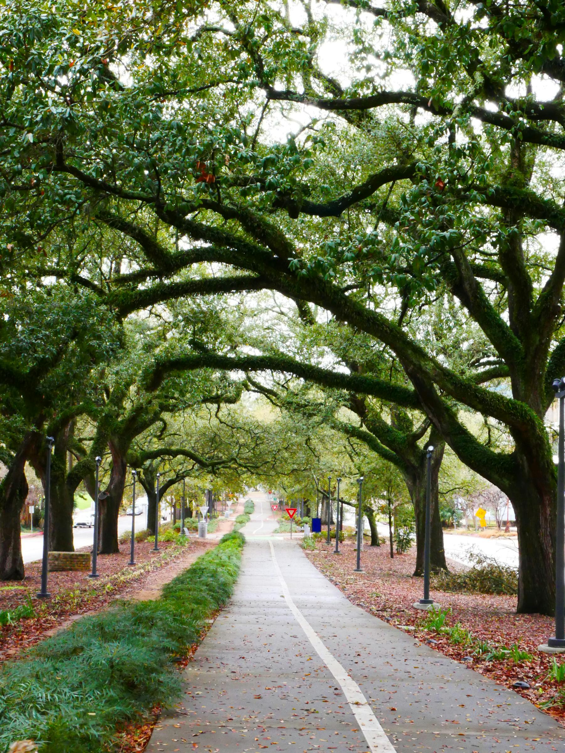 A suburban neighborhood in Livingston Parish.